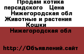 Продам котика персидского › Цена ­ 500 - Нижегородская обл. Животные и растения » Кошки   . Нижегородская обл.